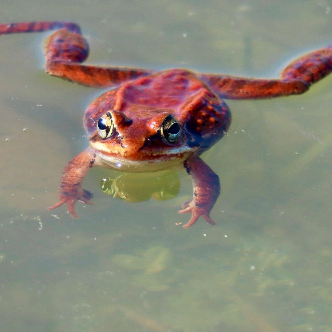 Herping at Woolsey Brook Park - logo